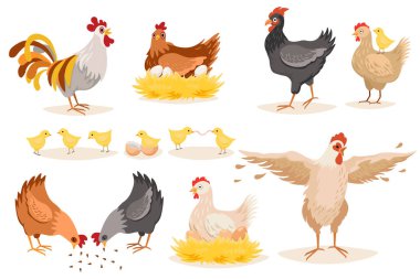 Tavuk ve Horozlar Beyaz Arkaplanda tecrit edildi. Yuvadaki Piliçler ve Yumurtalarla Fowl, Kümes Hayvanları Evcil Kuşları