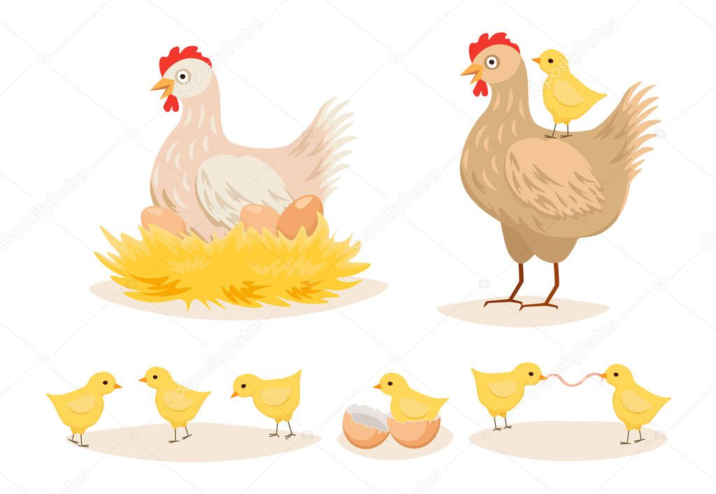 Hen in Nest, Chicken with Eggs and Little Chicks, Poultry Farm Female Domestic Birds, Farming Production, Agriculture, Farmyard Animals Isolated on White Background. Cartoon Vector Illustration