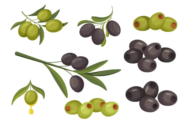 Set Black or Green Olive Berries Vegetais naturais, Alimentos saudáveis. Planta madura orgânica na haste com folhas, produção ecológica —  Vetores de Stock