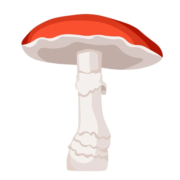 Gomba Fly Agaric, Amanita toxikus erdei növény piros sapkával elszigetelt fehér háttér. Őszi szezonnövény — Stock Vector