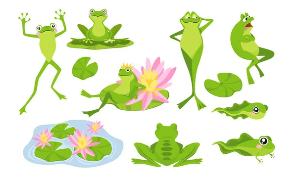 Ange roliga grodor tecknad karaktär, isolerade personligheter sitter på vatten Lily, Fry och vuxna djur. Söta paddor lever — Stock vektor