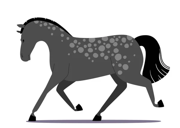 Purebred Grey Horse met vlekken op de huid geïsoleerd op witte achtergrond. Arabische Mustang, hengstenboerderij of boerderijdier — Stockvector
