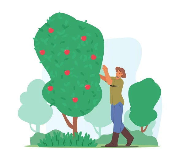 男性農家はリンゴを選ぶ 男性庭師キャラクター収穫カントリーガーデンの緑の木からの熟した果実 生態有機農業生産 収集作物 漫画人ベクトルイラスト — ストックベクタ