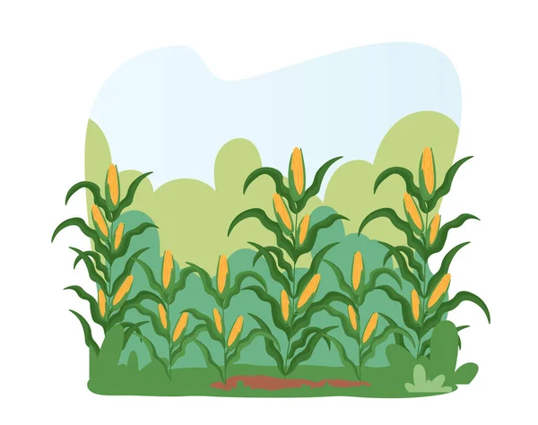 Corn Field Landscape Farm Land Ripe Maize Plants Ready Harvesting — Stock vektor