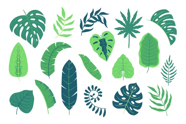 Set Van Groene Tropische Bladeren Regenwoud Decoratieve Elementen Zomer Exotische — Stockvector