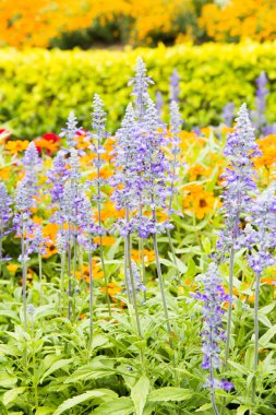 Mor Ada çayı çiçek