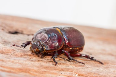 Coleoptera kapatmak