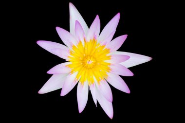 Lotus siyah arka plan üzerine