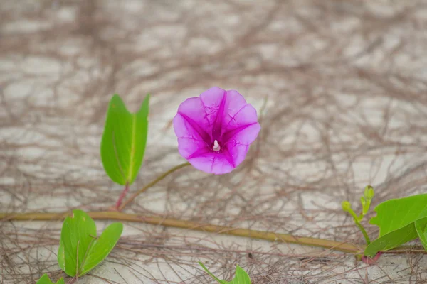 Ipomoea λουλούδι — Φωτογραφία Αρχείου