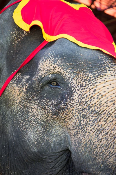 Thajský slon — Stock fotografie