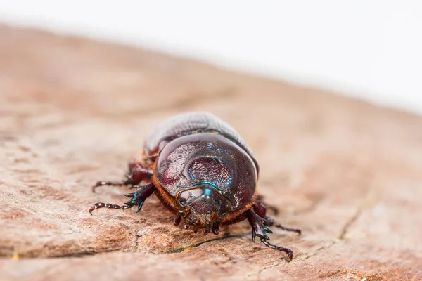 Primer plano Coleoptera —  Fotos de Stock