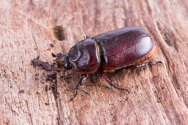 Primer plano Coleoptera —  Fotos de Stock