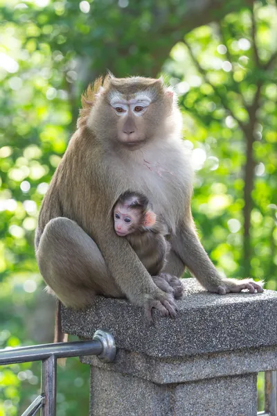 Lille abe med mor - Stock-foto