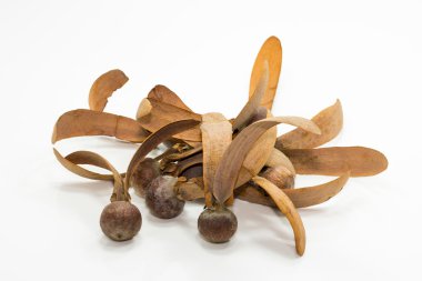 dipterocapus alatus tohumlar