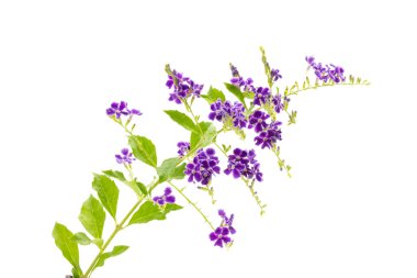 duranta çiçek