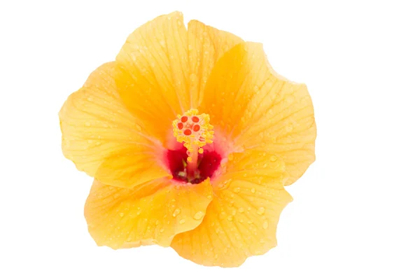 Vicino a un fiore giallo di Hibicus (selettivo a un polline ) — Foto Stock