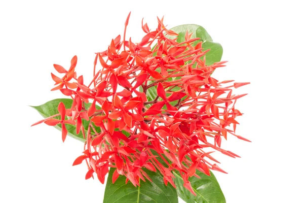 Ixora κόκκινα λουλούδια που απομονώνονται σε λευκό φόντο οριζόντια — Φωτογραφία Αρχείου