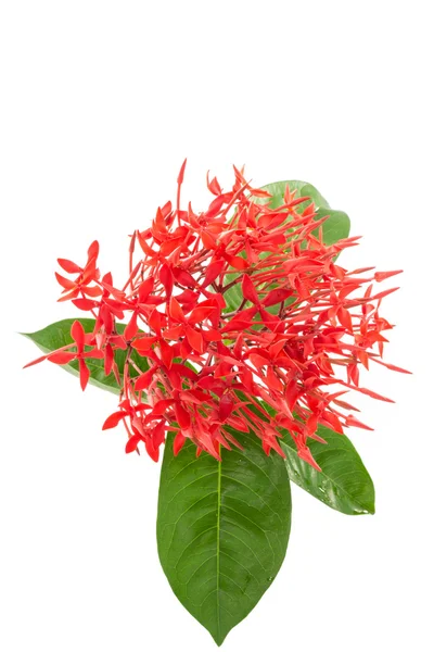 Piros ixora virágok elszigetelt fehér background függőleges — Stock Fotó