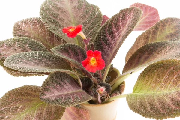 Close up episcia flowers isolated on white background — Stock Photo, Image