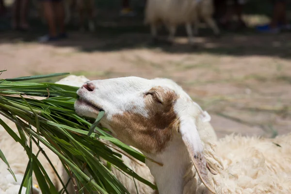 Hoofd shot van schapen eten voedsel — Stockfoto