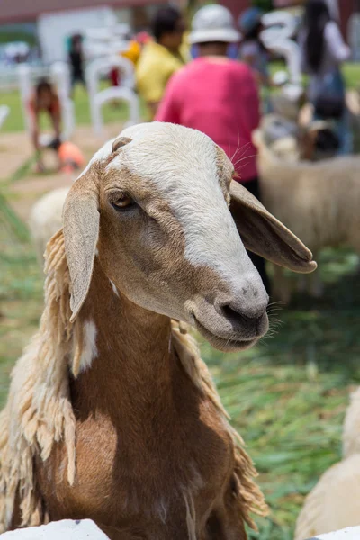 Bruine schapen — Stockfoto