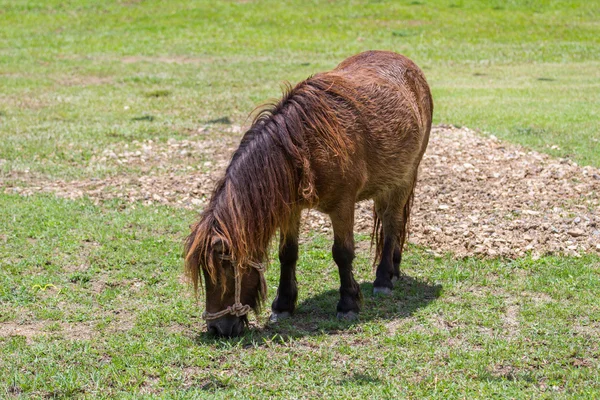 Dvärg häst — Stockfoto