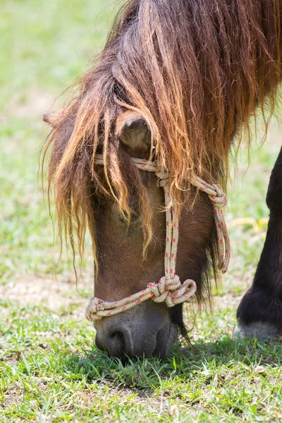 Dvärg häst — Stockfoto