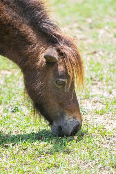 Dwerg paard — Stockfoto