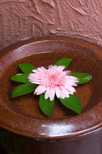 Gerbera flower in water — Stock Photo, Image