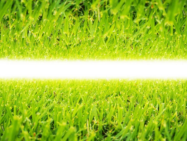 Textura de fondo de hierba verde — Foto de Stock