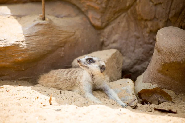 Meerkat lying on the sand — Stock Photo, Image