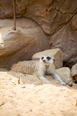 meerkat kumun üzerinde yalan