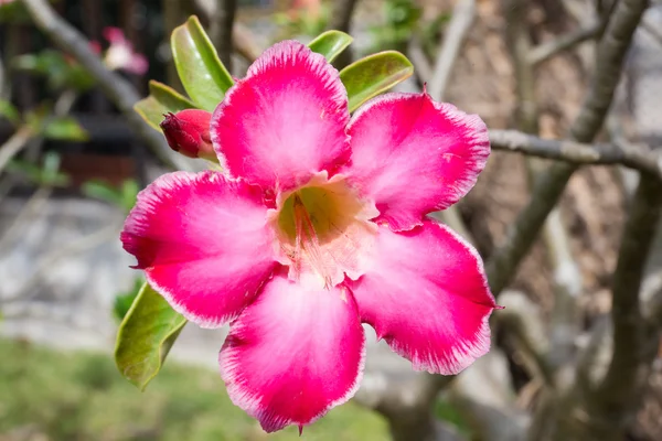 Adenium obesum (Desert Rose) — Stock Photo, Image