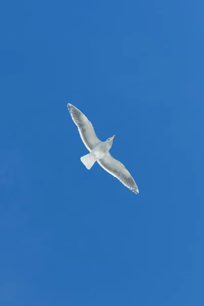 Mavi sinsi altında uçan martı — Stok fotoğraf