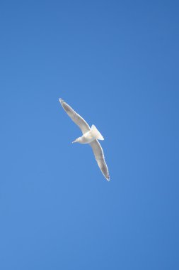 bir martı mavi bir gökyüzüne uçar