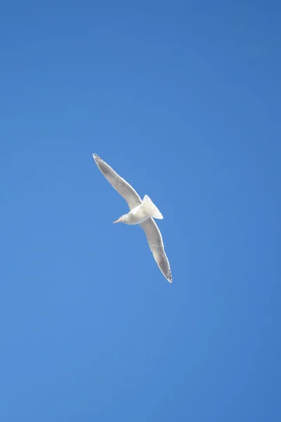 Bir martı mavi bir gökyüzüne uçar — Stok fotoğraf