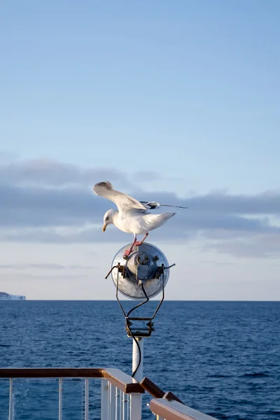 Seagull on the light pole — Stock Photo, Image