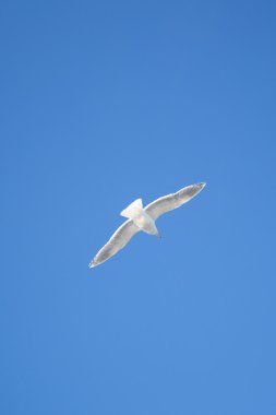 Mavi gökyüzü uçan martı
