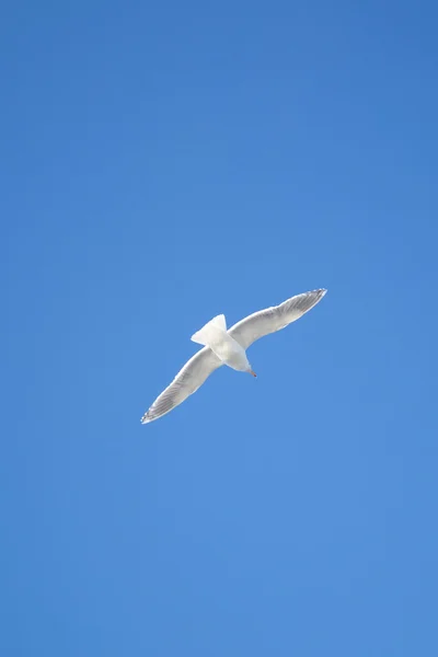Mavi gökyüzü uçan martı — Stok fotoğraf
