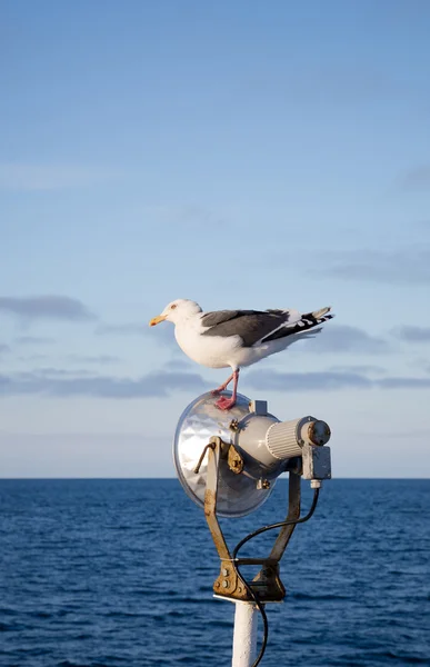 Gaviota de pie en el poste de luz en barco en el mar —  Fotos de Stock