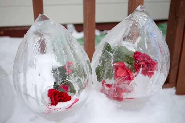 Eine gefrorene Rose im Eis — Stockfoto