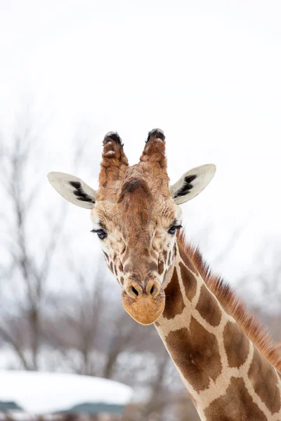 Giraffen — Stockfoto