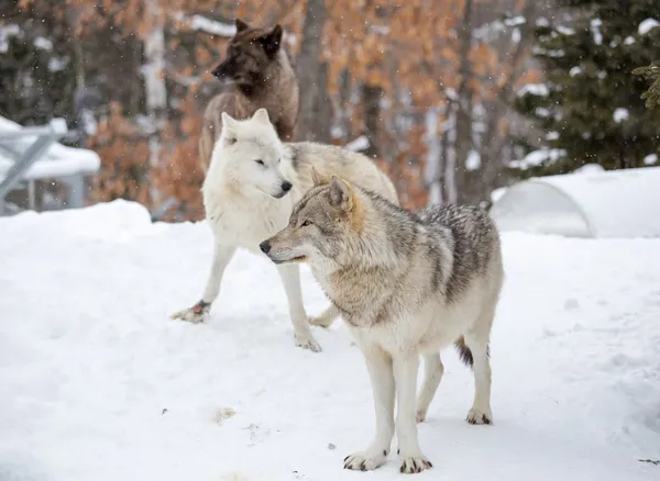 Una pequeña manada de tres lobos madereros orientales se reúnen en la nieve — Foto de Stock