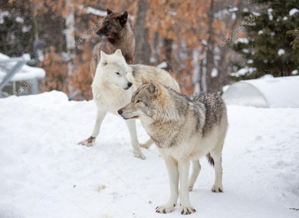 A small pack of three Eastern timber wolves gather on snow