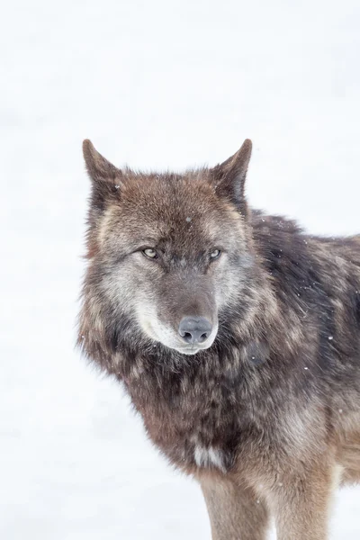 Twarz wielki brązowy wilk — Zdjęcie stockowe