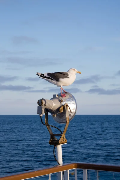 Gaviota de pie en el poste de luz en barco en el mar —  Fotos de Stock