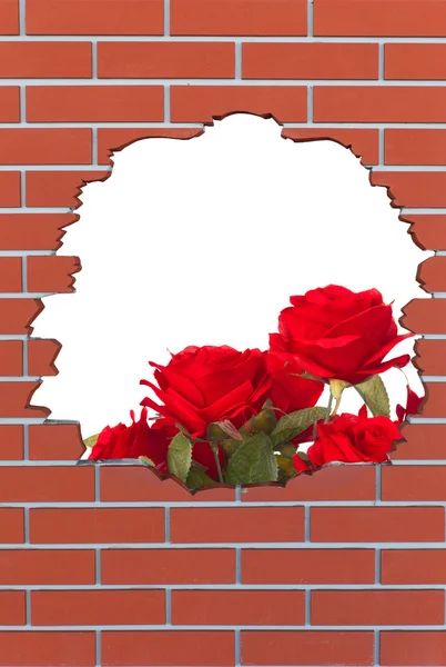 Brick hole with red roses and space for your text — Stock Photo, Image