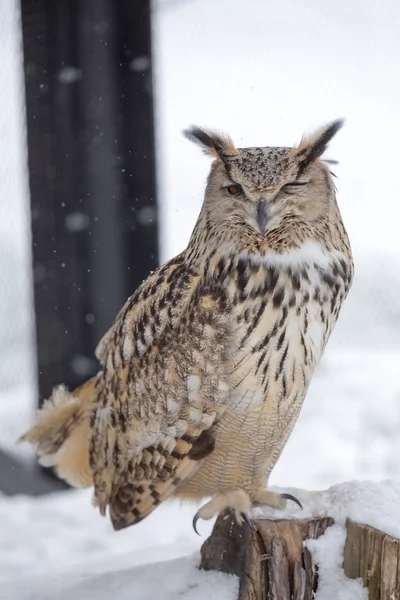 Kulíšek eagle mrkl oči — Stock fotografie