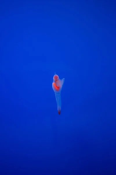 Mariposa del mar desnuda o ángel del mar (Clione común) en Hokkaido, Ja —  Fotos de Stock