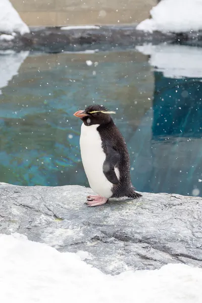 Рокхопперский пингвин стоит на снегу — стоковое фото